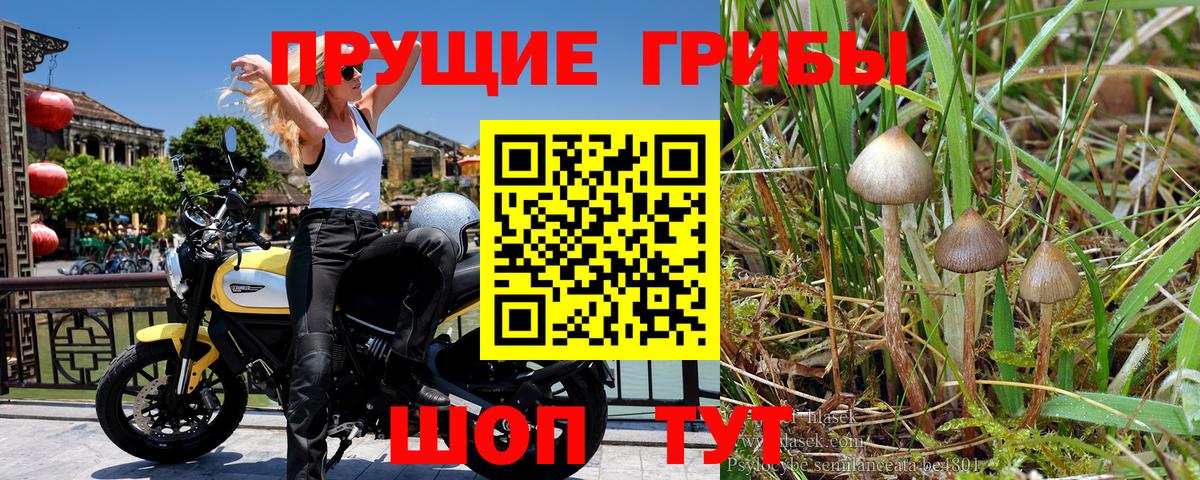 Галлюциногенные грибы Psilocybine cubensis Кореновск